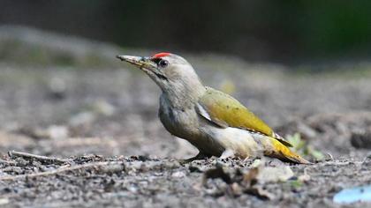 Grey-headed Woodpecker