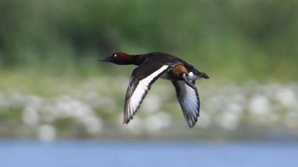 Ferruginous Duck