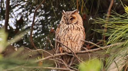 Long-eared Owl