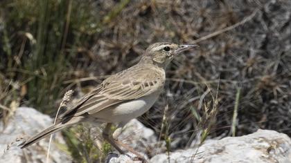 Tawny Pipit