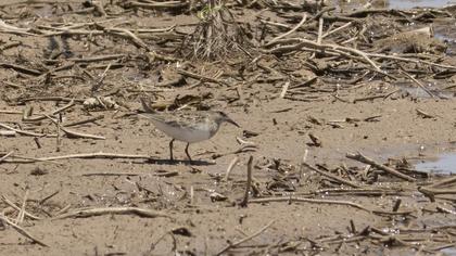 Temminck`s Stint