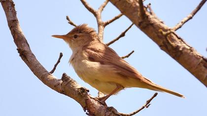 Marsh Warbler
