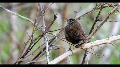Eurasian Wren