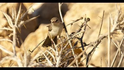Eastern Olivaceous Warbler