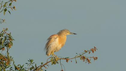 Squacco Heron