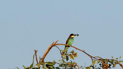European Bee-eater
