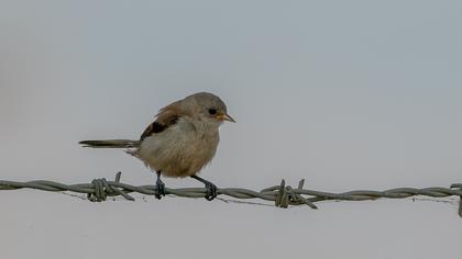 Eurasian Penduline Tit