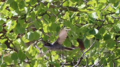 Sardinian Warbler