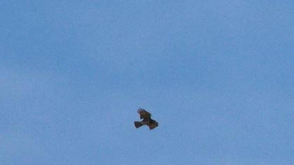 Short-toed Snake Eagle