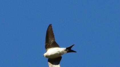 Common House Martin