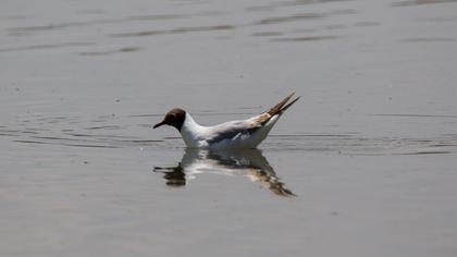Black-headed Gull