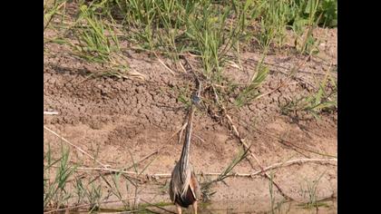 Purple Heron