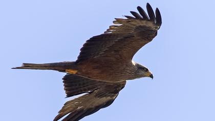 Black Kite