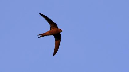 Pallid Swift