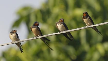 Barn Swallow