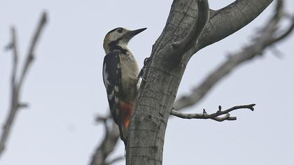 Syrian Woodpecker