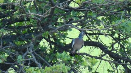 Common Wood Pigeon