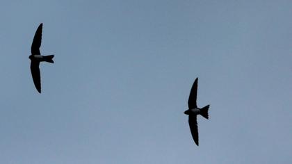 Alpine Swift