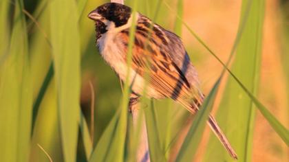 Common Reed Bunting