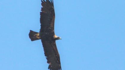 Eastern Imperial Eagle