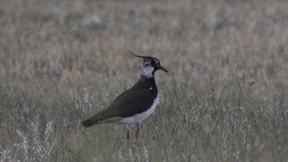 Northern Lapwing