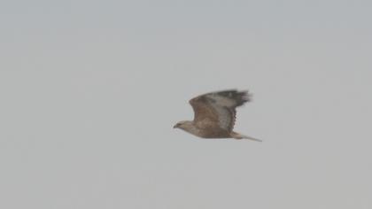 Long-legged Buzzard