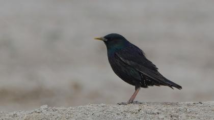 Common Starling