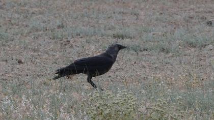 Western Jackdaw