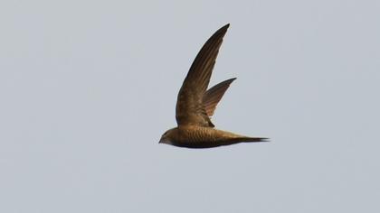 Pallid Swift
