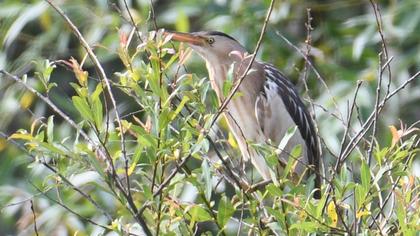 Little Bittern