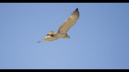 Short-toed Snake Eagle