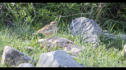 Woodlark