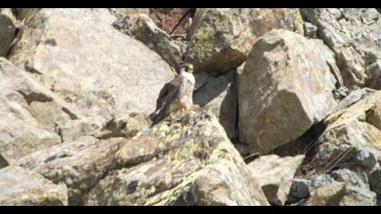 Peregrine Falcon