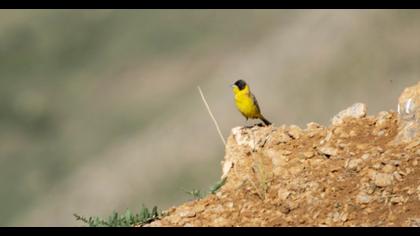Black-headed Bunting