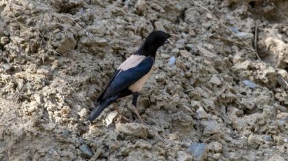 Rosy Starling