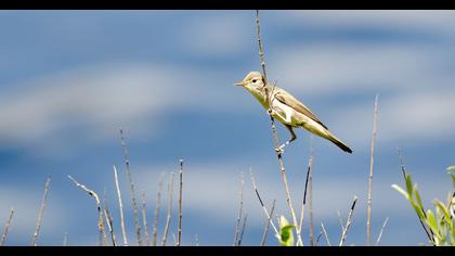 Eastern Olivaceous Warbler