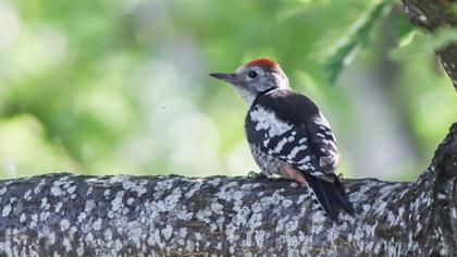 Middle Spotted Woodpecker