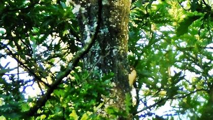 European Green Woodpecker