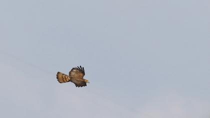 European Honey Buzzard