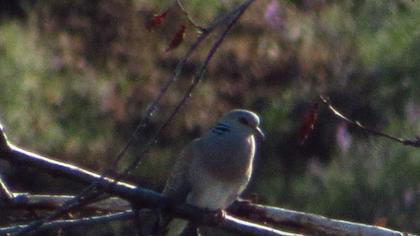 European Turtle Dove