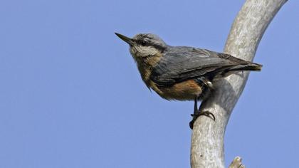 Eurasian Nuthatch