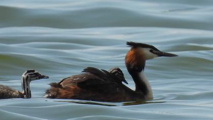Great Crested Grebe