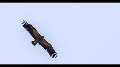 Griffon Vulture