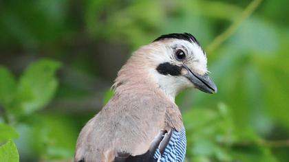 Eurasian Jay
