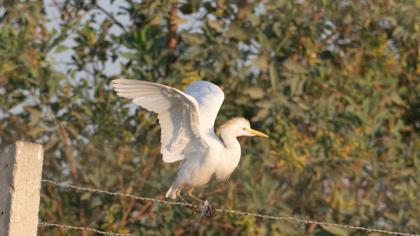 Western Cattle Egret