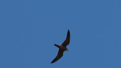 Eurasian Hobby