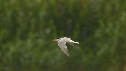 Caspian Tern