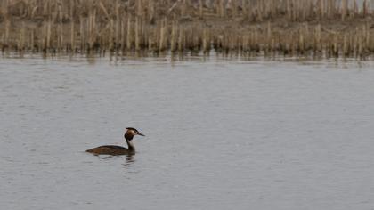 Great Crested Grebe