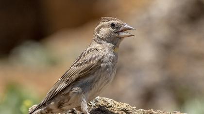 Rock Sparrow