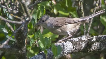 Subalpine Warbler